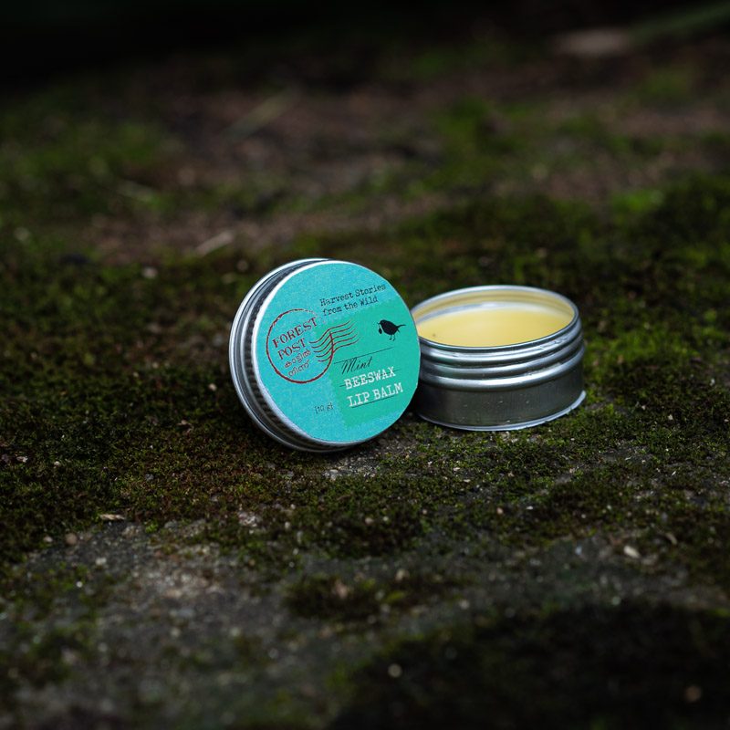 Forest Post lip balm, open tin with a teal lid, on moss