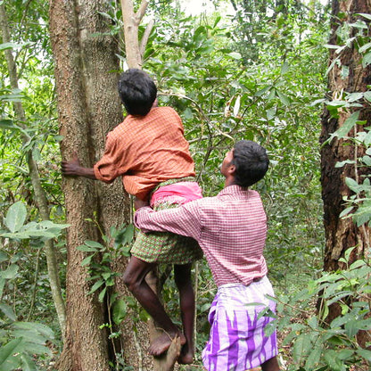 Collectors working a hive up in the forest canopy