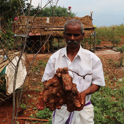 Farmer holding a freshly dug traditional yam variety