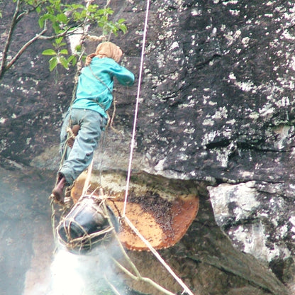 Honey collector roped down a Nilgiris cliff face to cut wild comb