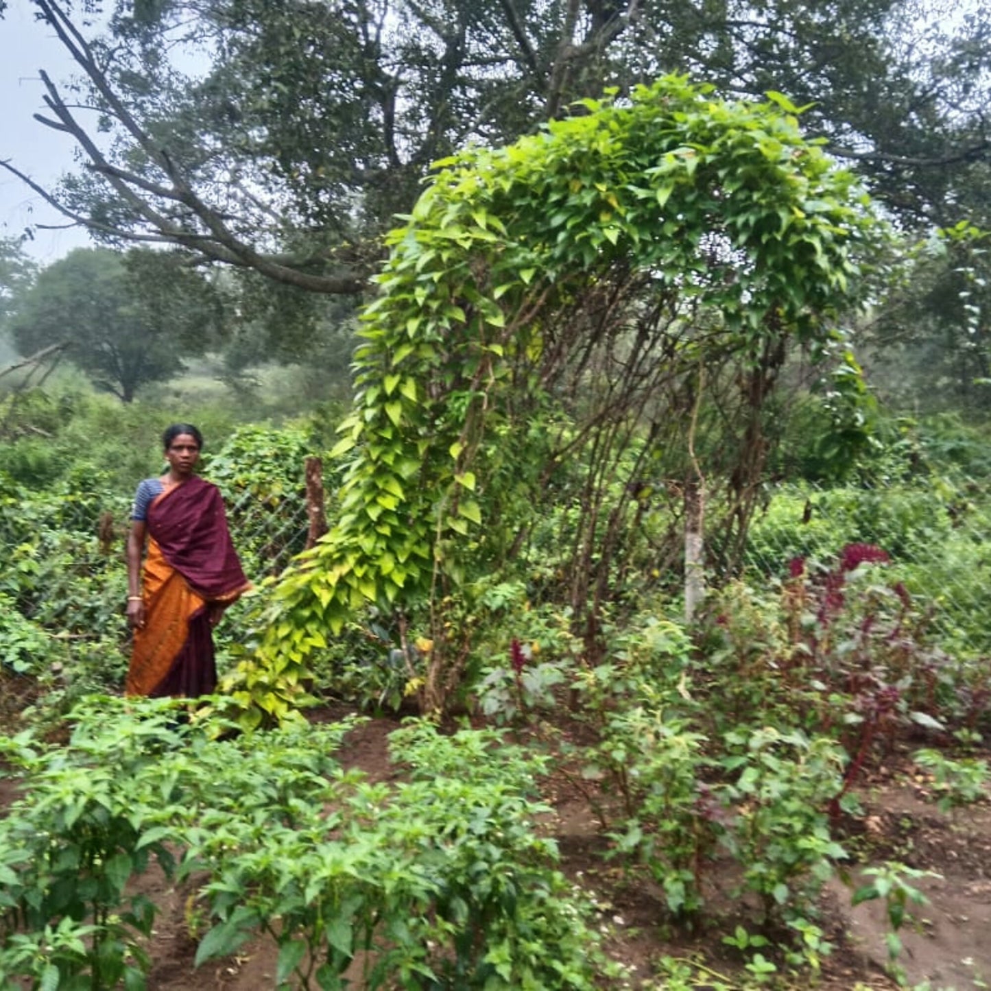 Hillside plots above the valley in the Nilgiris