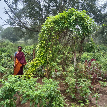 Hillside plots above the valley in the Nilgiris