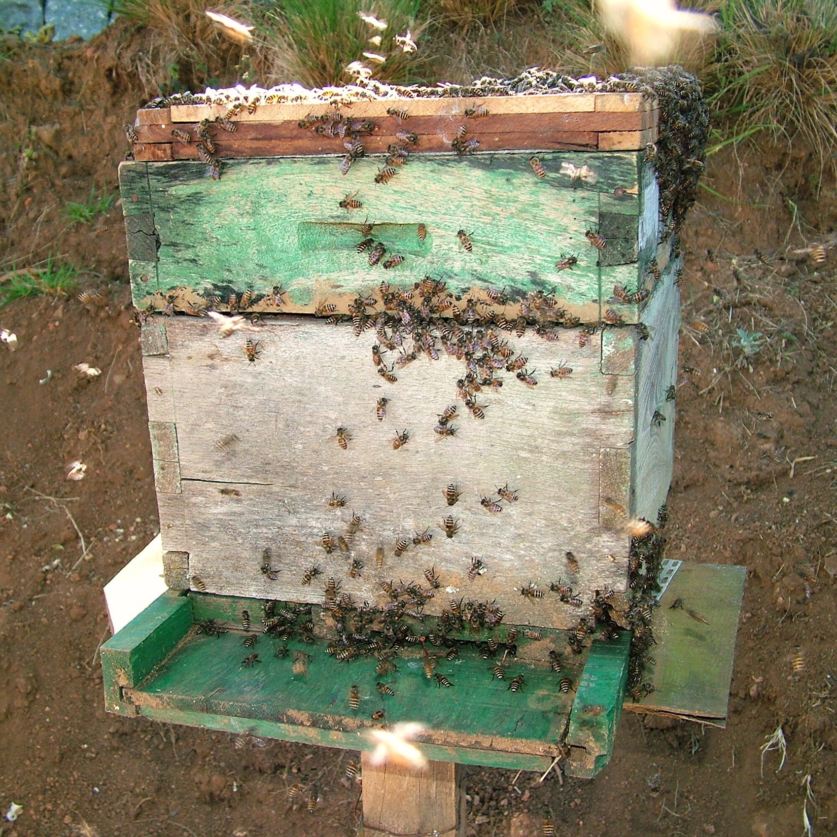 Open beehive box with bees across the frames