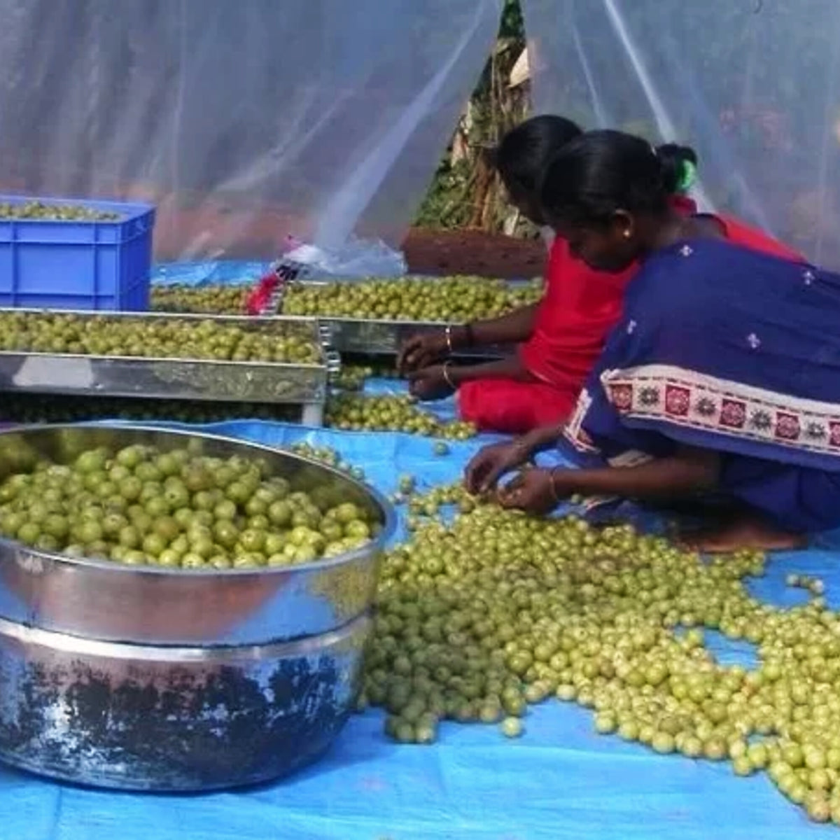 Fresh amla sorted in a basin at Pillur