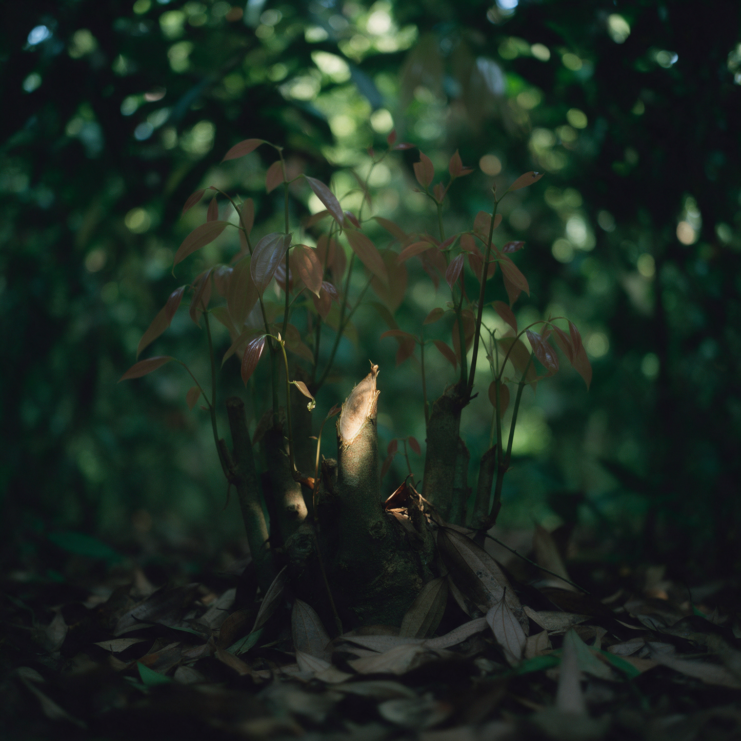 A cinnamon coppice stool in green understorey shade, one freshly cut stub showing its pale inner bark, red-bronze new leaf flushing above and leaf litter banked below