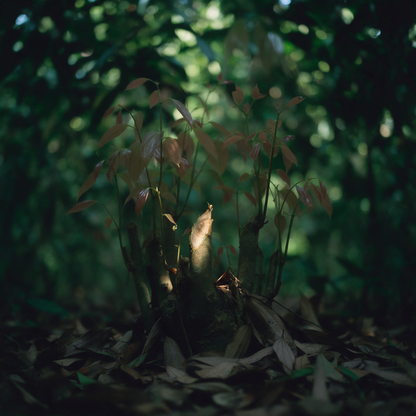 A cinnamon coppice stool in green understorey shade, one freshly cut stub showing its pale inner bark, red-bronze new leaf flushing above and leaf litter banked below