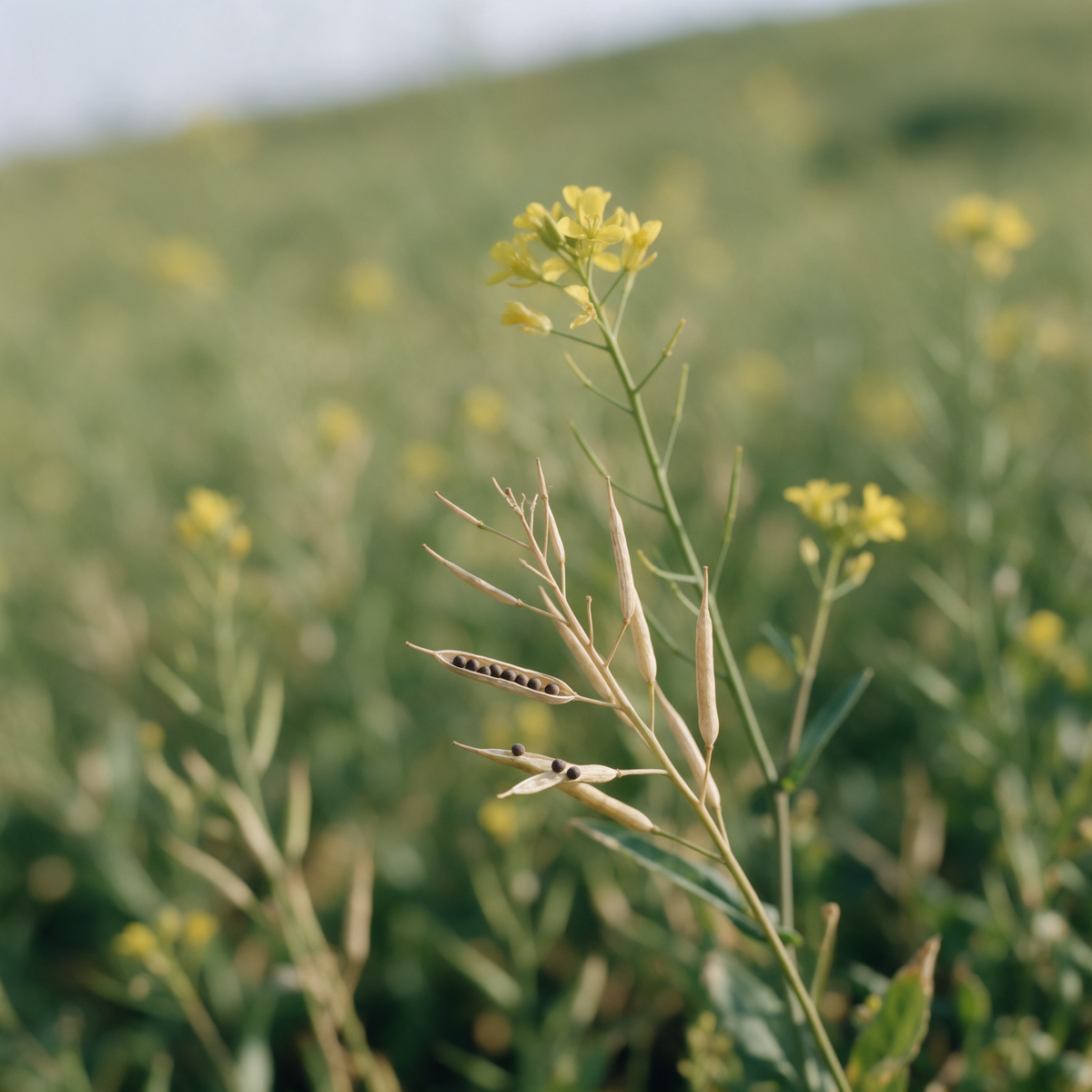 A mustard plant in flower with one dry pod split open showing the seeds inside