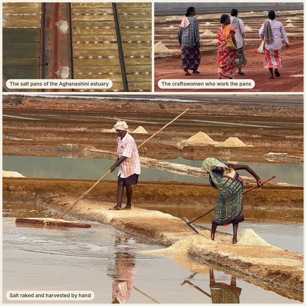 The salt pans of the Aghanashini estuary, the craftswomen who work them, and salt being harvested by hand