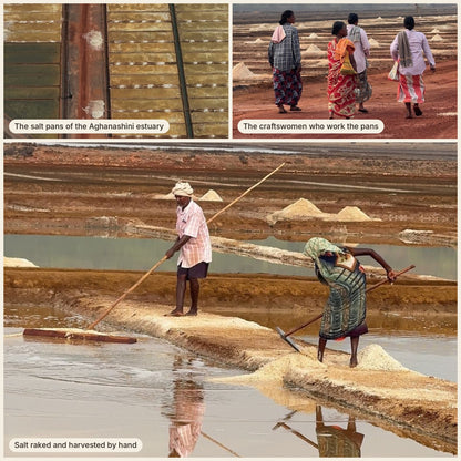 The salt pans of the Aghanashini estuary, the craftswomen who work them, and salt being harvested by hand